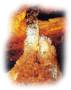 Manjanggul (Manjang Caves)