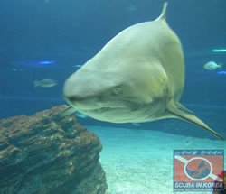 Shark Photo