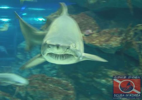 Shark
